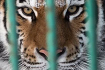 Hổ vườn thú nổi điên kéo nữ sinh vào chuồng