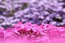 Cảm động cụ ông soái ca trồng cả vườn hoa tặng người vợ mù