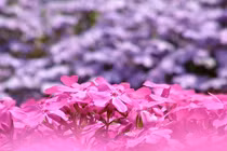 Cảm động cụ ông soái ca trồng cả vườn hoa tặng người vợ mù