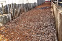 Tận mắt con đường toàn nắp chai ở Mỹ