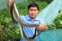 Hãi hùng cách nuôi rắn ri cá trong vèo, thu trăm triệu