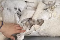 Tá hỏa khi mở ruột gối ra giặt thấy toàn rác bẩn 