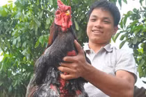 Kinh ngạc những chú gà "đệ nhất thiên hạ" làm khuynh đảo dân chơi
