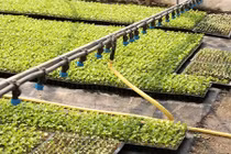 Độc đáo ý tưởng vườn rau siêu tiện ích cho gia đình