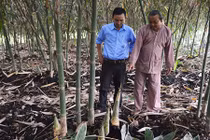 Trồng tre Điền Trúc có ngay 1 triệu đồng mỗi ngày