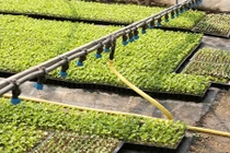 Độc đáo ý tưởng vườn rau siêu tiện ích cho gia đình