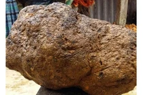 Đổ xô mua nấm u 1 triệu/kg: Thần dược chữa ung thư? 