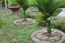 Loại cây cảnh thần thánh chữa bách bệnh trong nhà 