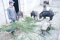 9X bỏ việc ở Viettel về nuôi lợn rừng, kiếm hàng tỷ đồng