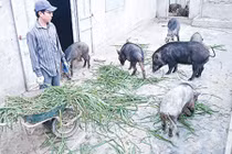 9X bỏ việc ở Viettel về nuôi lợn rừng, kiếm hàng tỷ đồng