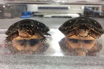 Chụp ảnh rùa đen đăng lên mạng, bất ngờ phát hiện điều thú vị 