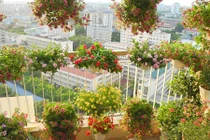 Mẹ Việt biến ban công 15m2 thành vườn hoa như cổ tích