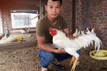 Tận mắt đàn gà chín cựa bạch tạng đột biến gen ở Hải Dương