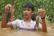 Chùm ảnh: Ngụp lặn trong nước lũ săn món chuột đặc sản