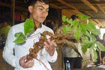 Tận mục củ sâm Ngọc Linh rừng hơn 100 tuổi giá 250 triệu