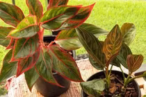 3 loại cây để bàn giúp chủ nhân thăng quan tiến chức ầm ầm 