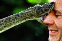 Chụp tự sướng với rắn và cái kết thảm khốc