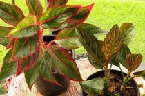 3 loại cây để bàn giúp chủ nhân thăng quan tiến chức ầm ầm 