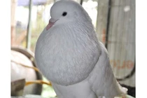 Mãn nhãn loài bồ câu sư tử khiến dân chơi Việt chết mê