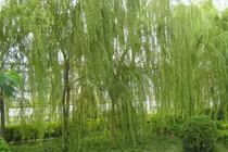 5 loại cây trồng trong vườn khiến gia chủ xúi quẩy đủ đường 