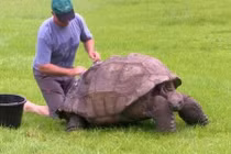 Rùa thọ nhất thế giới lần đầu tiên được tắm