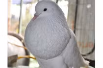 Mãn nhãn loài bồ câu sư tử khiến dân chơi Việt chết mê