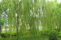 5 loại cây trồng trong vườn khiến gia chủ xúi quẩy đủ đường 