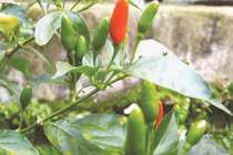 Công dụng chữa bệnh tuyệt vời của loại lá bị bỏ quên