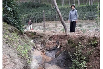 Dân kêu cứu vì cống thoát nước gây thiệt hại vườn cà phê