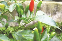 Công dụng chữa bệnh tuyệt vời của loại lá bị bỏ quên