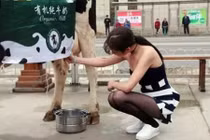 Thiếu nữ diện váy sexy, dắt bò xuống phố bán sữa tươi