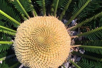 Chiêm ngưỡng hoa của loài cây ngàn năm mới nở