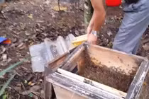 Người đàn ông cởi trần tay không bắt tổ ong mật khủng