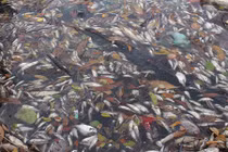 Hiện tượng lạ lùng chưa từng thấy cùng lúc xảy ra ở nhiều tỉnh