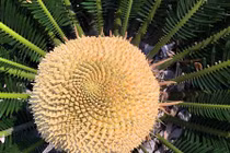 Chiêm ngưỡng hoa của loài cây ngàn năm mới nở