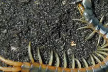 Top động vật "mi nhon" nhưng cực kỳ nguy hiểm 