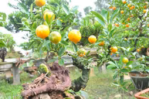 Vườn quất ghép cần thăng độc nhất vô nhị ở Thủ đô