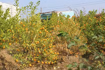 Nhà vườn bất an vì quất chín sớm trước Tết