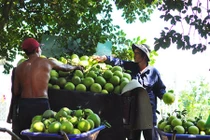 Bưởi Tân Triều mất mùa, khan hiếm hàng bán tết