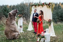 Cặp đôi ở Nga được chú gấu nặng 140 kg chủ trì hôn lễ