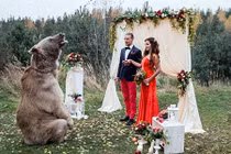 Cặp đôi ở Nga được chú gấu nặng 140 kg chủ trì hôn lễ