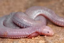 Kinh dị cách săn mồi của thằn lằn lai rắn