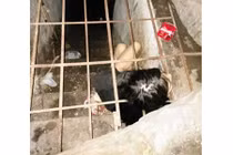 Rơi lệ cảnh cô gái bị cha đẻ nhốt trong lồng sắt dưới lòng đất