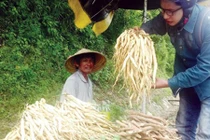 Mất sạch gia sản vì “thần thánh hóa” dược liệu