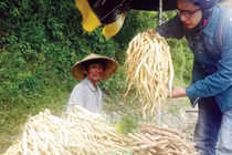 Mất sạch gia sản vì “thần thánh hóa” dược liệu