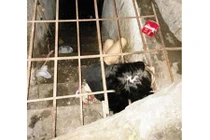 Rơi lệ cảnh cô gái bị cha đẻ nhốt trong lồng sắt dưới lòng đất