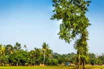 Ảnh cận cảnh cây sanh dáng cực độc giữa cánh đồng