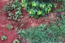 Phát hiện thi thể 1 phụ nữ với con dao trên ngực