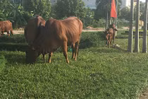 Thả bò “cắt cỏ” trên cung đường đẹp nhất tại Vĩnh Phúc?