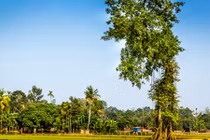 Ảnh cận cảnh cây sanh dáng cực độc giữa cánh đồng